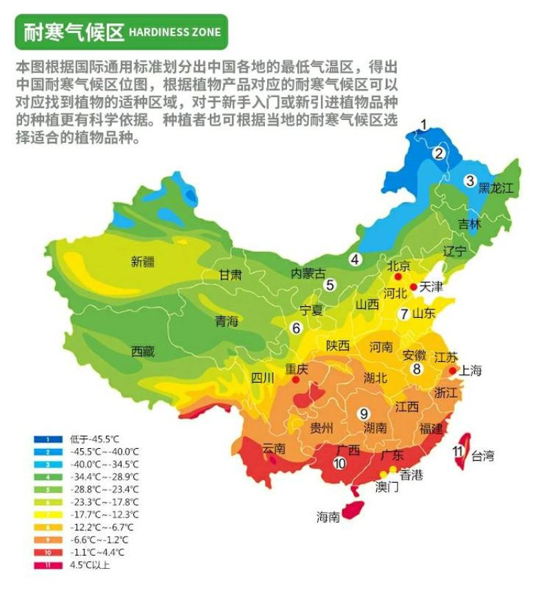 【带果】小金桔苗树苗嫁接苗柑桔苗小金橘子苗四季盆栽地栽