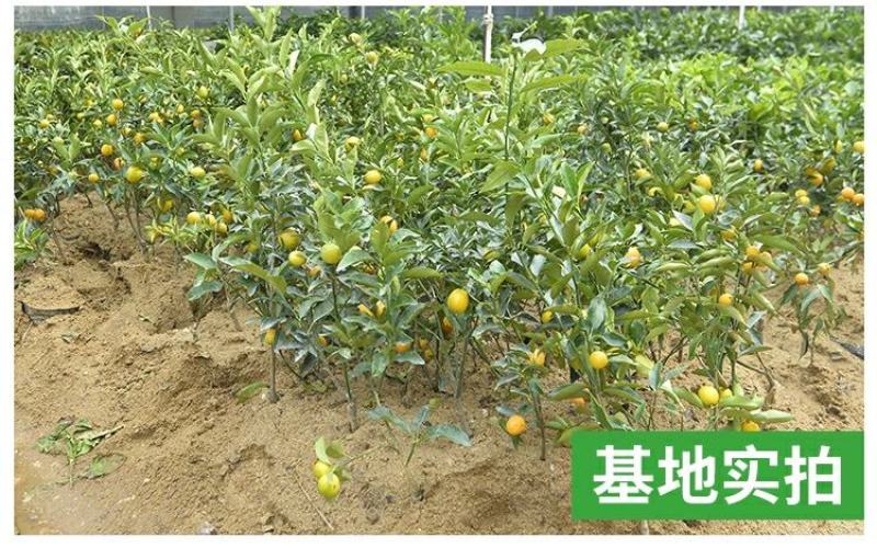 【带果】小金桔苗树苗嫁接苗柑桔苗小金橘子苗四季盆栽地栽