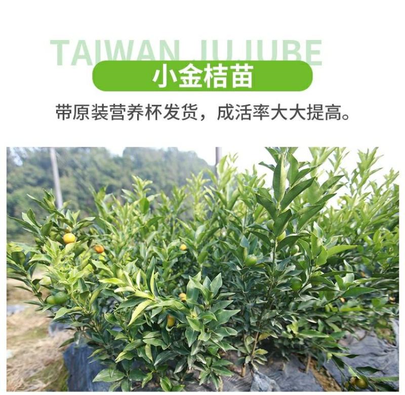 【带果】小金桔苗树苗嫁接苗柑桔苗小金橘子苗四季盆栽地栽