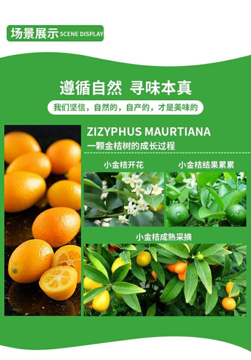 【带果】小金桔苗树苗嫁接苗柑桔苗小金橘子苗四季盆栽地栽
