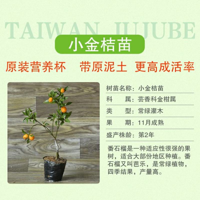 【带果】小金桔苗树苗嫁接苗柑桔苗小金橘子苗四季盆栽地栽