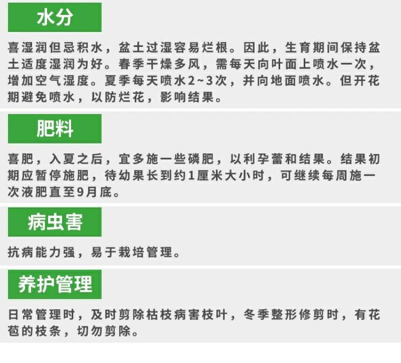 【带果】小金桔苗树苗嫁接苗柑桔苗小金橘子苗四季盆栽地栽