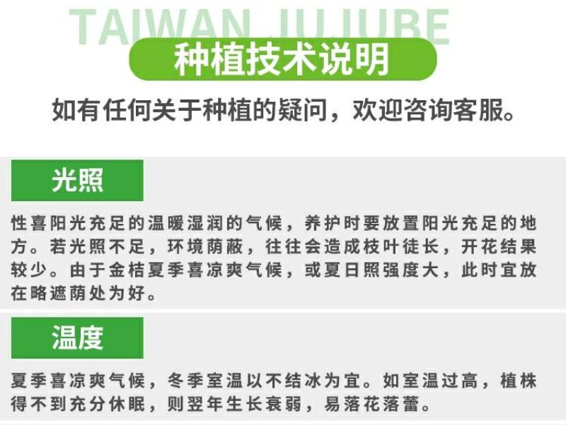 【带果】小金桔苗树苗嫁接苗柑桔苗小金橘子苗四季盆栽地栽