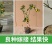 【带果】小金桔苗树苗嫁接苗柑桔苗小金橘子苗四季盆栽地栽
