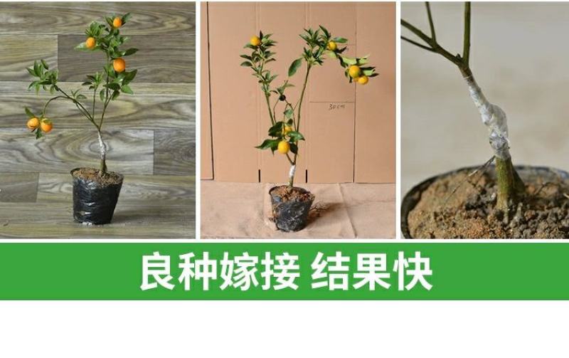 【带果】小金桔苗树苗嫁接苗柑桔苗小金橘子苗四季盆栽地栽