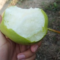 早酥梨上市，皮薄汁多，甘甜可口