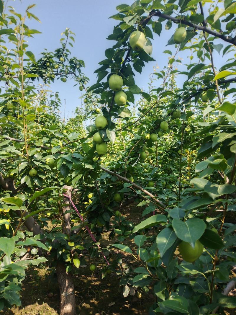 早酥梨上市，皮薄汁多，甘甜可口