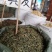 瞿麦，颜色好，青绿色，量大优惠