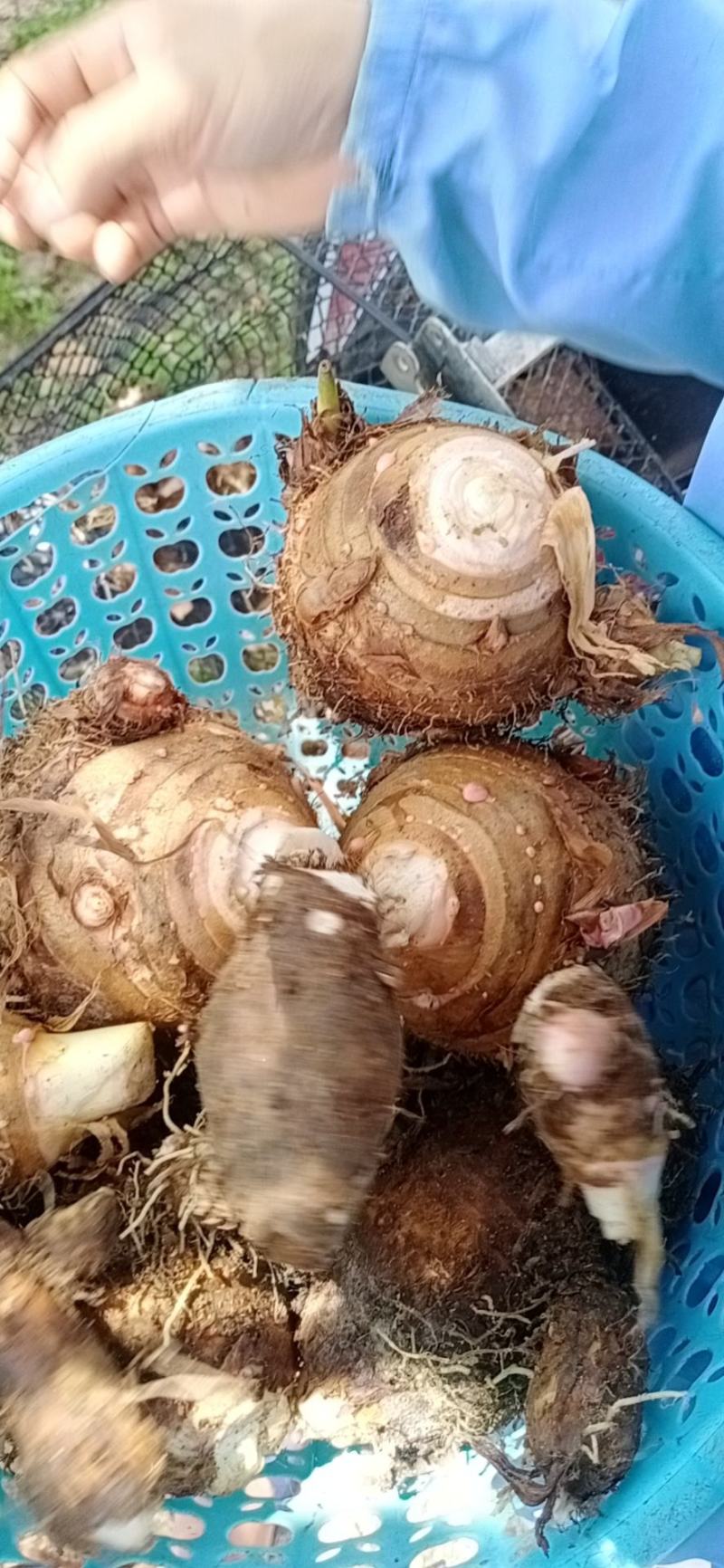 芋头支持线上平台保障交易现已大批量开始上市