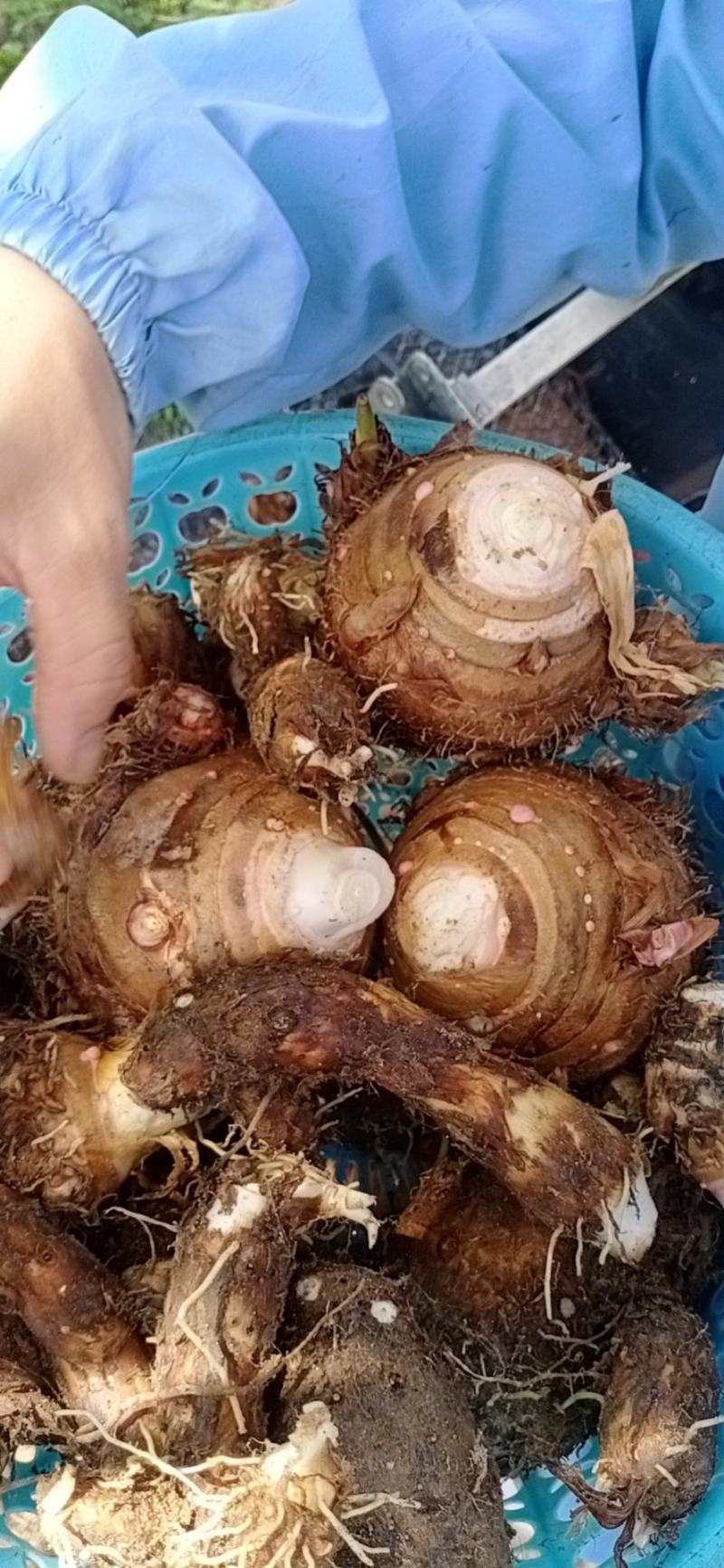 芋头支持线上平台保障交易现已大批量开始上市
