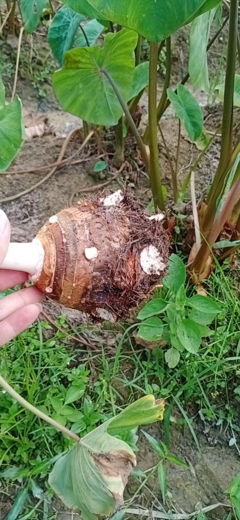 芋头支持线上平台保障交易现已大批量开始上市