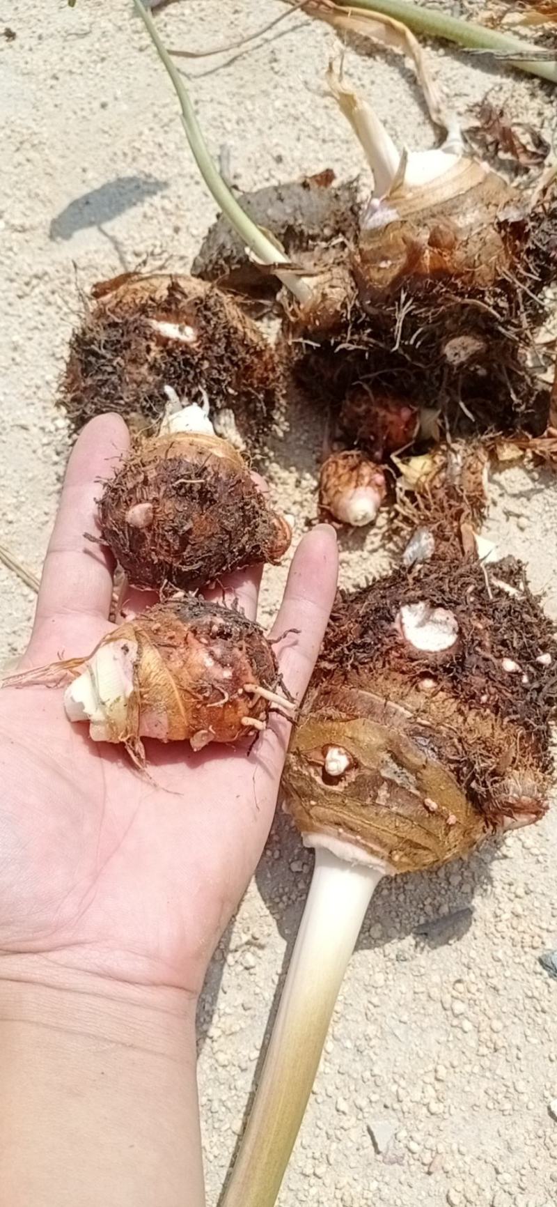 芋头支持线上平台保障交易现已大批量开始上市