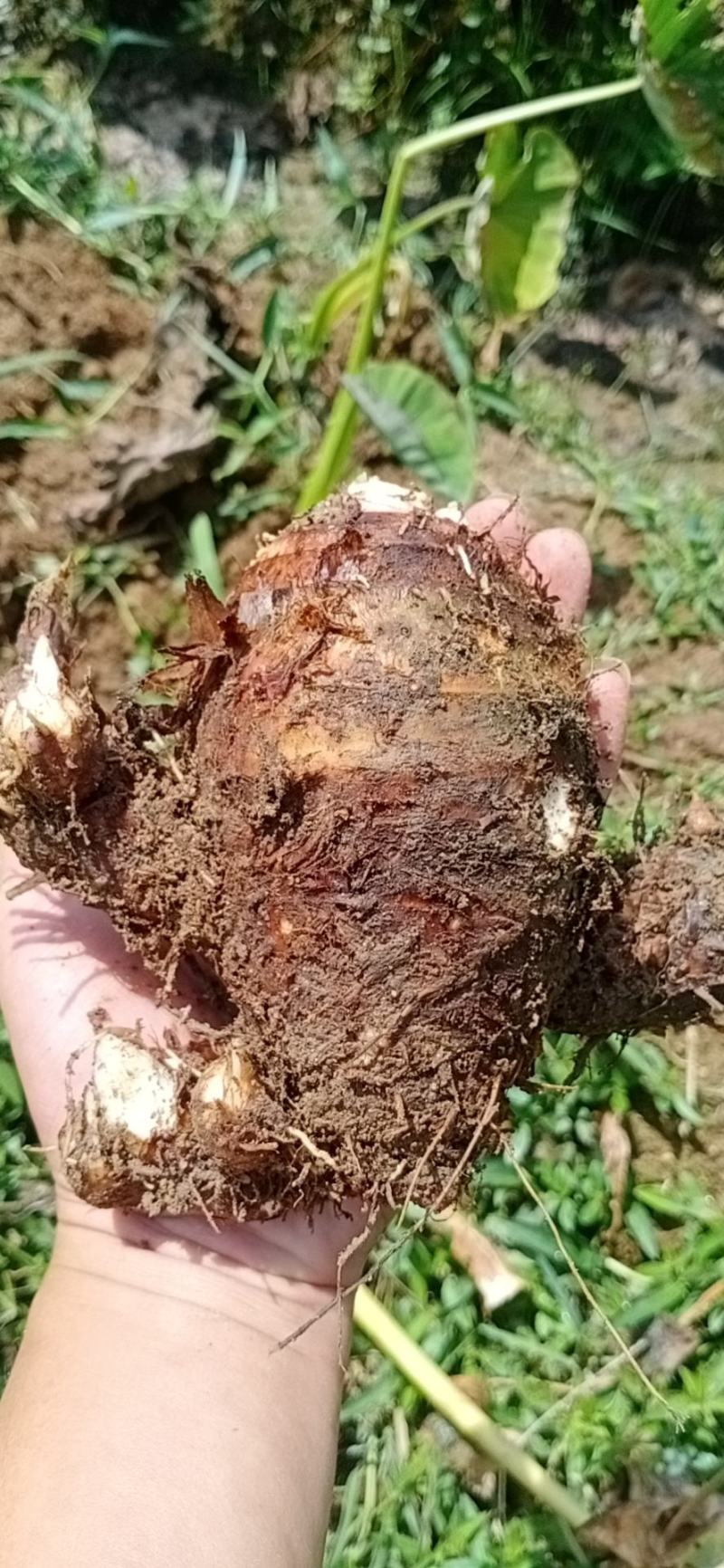芋头支持线上平台保障交易现已大批量开始上市