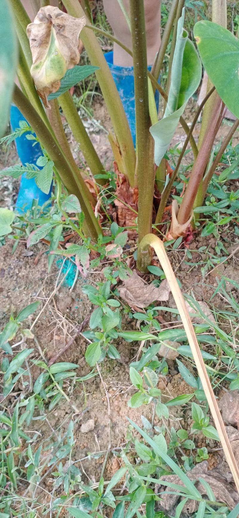 芋头支持线上平台保障交易现已大批量开始上市
