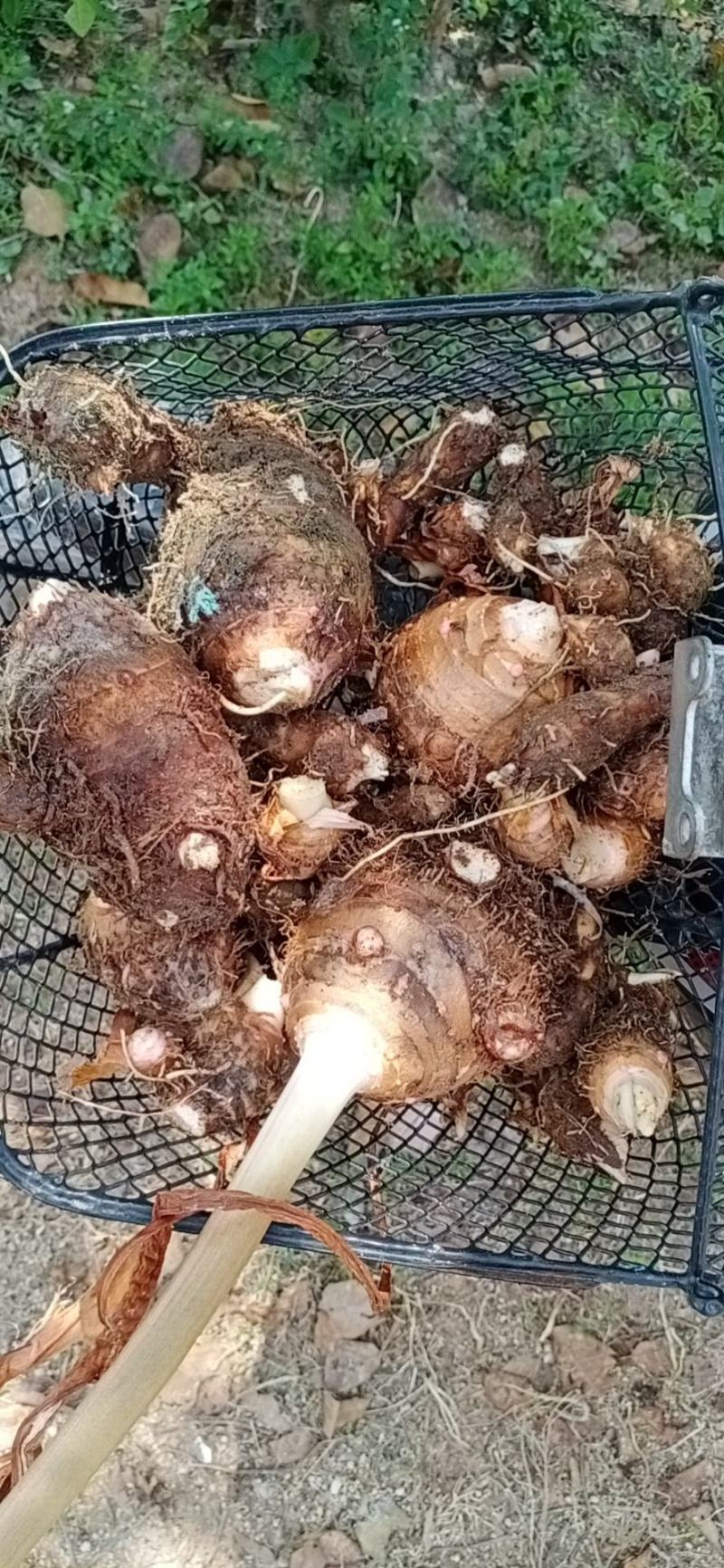 芋头支持线上平台保障交易现已大批量开始上市