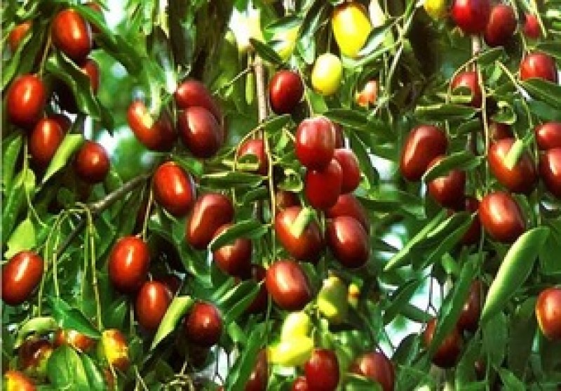枣树活苗南北方种植嫁接甜枣当年结果易成活
