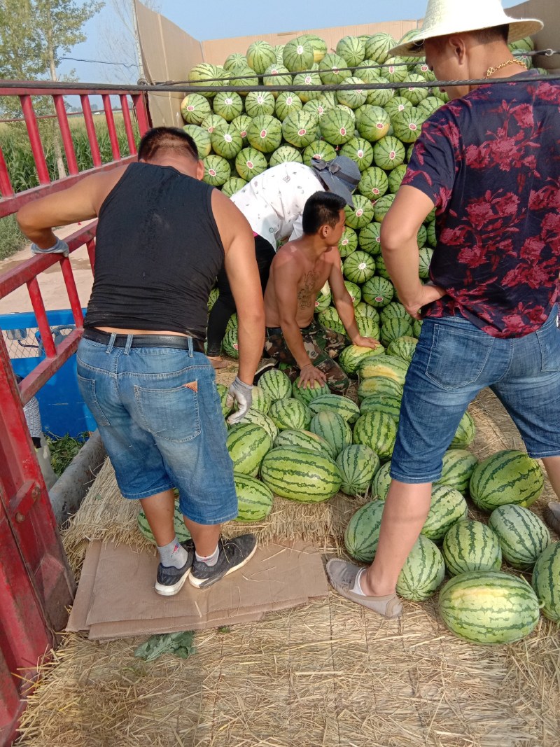 西瓜大量上市有要的老板前来采购