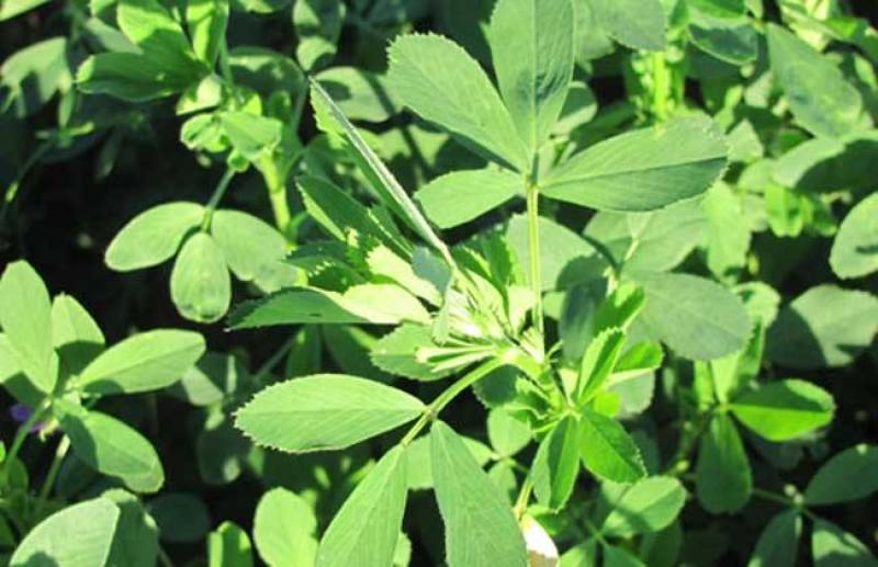 紫花苜蓿种子多年生四季牧草猪牛羊兔鸡鸭鹅等