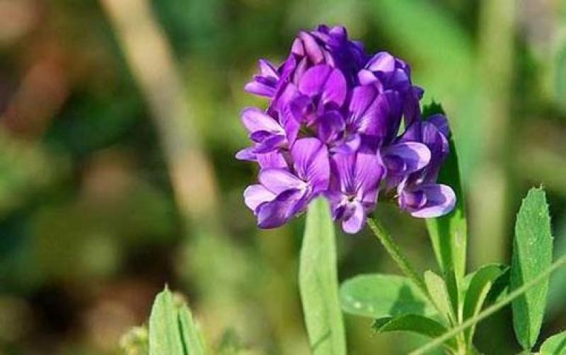 紫花苜蓿种子多年生四季牧草猪牛羊兔鸡鸭鹅等