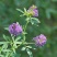 紫花苜蓿种子多年生四季牧草猪牛羊兔鸡鸭鹅等