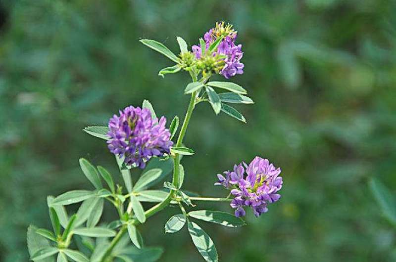 紫花苜蓿种子多年生四季牧草猪牛羊兔鸡鸭鹅等