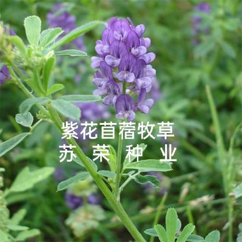 紫花苜蓿种子多年生四季牧草猪牛羊兔鸡鸭鹅等