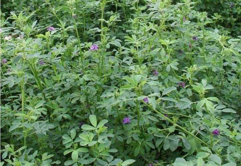 紫花苜蓿种子多年生四季牧草猪牛羊兔鸡鸭鹅等