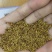 紫花苜蓿种子多年生四季牧草猪牛羊兔鸡鸭鹅等