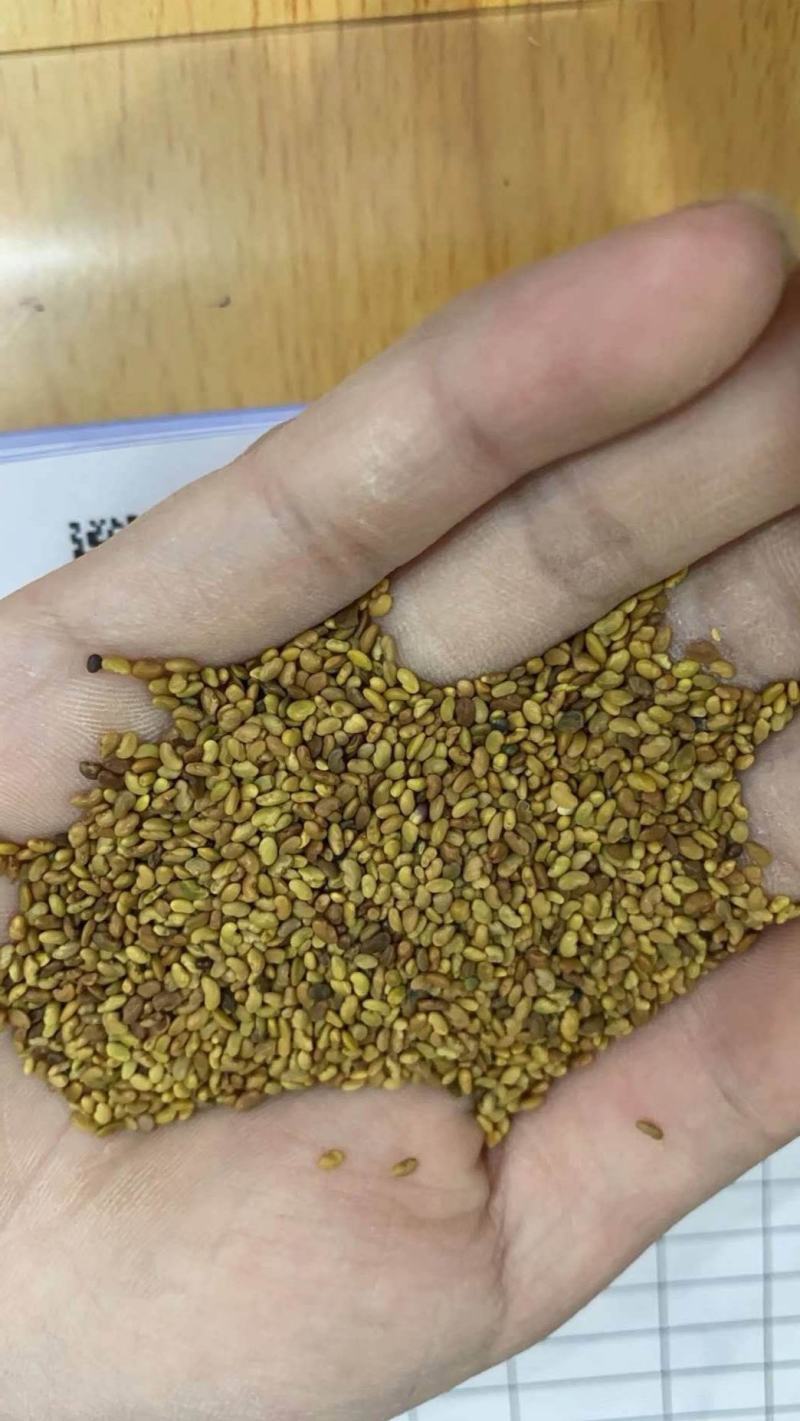 紫花苜蓿种子多年生四季牧草猪牛羊兔鸡鸭鹅等