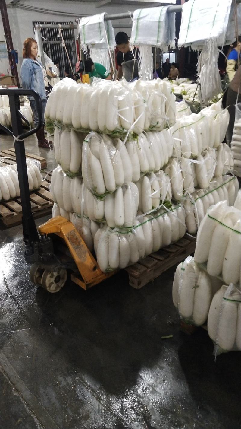 湖北白萝卜，质量保证，按照客户要求发货欢迎咨询