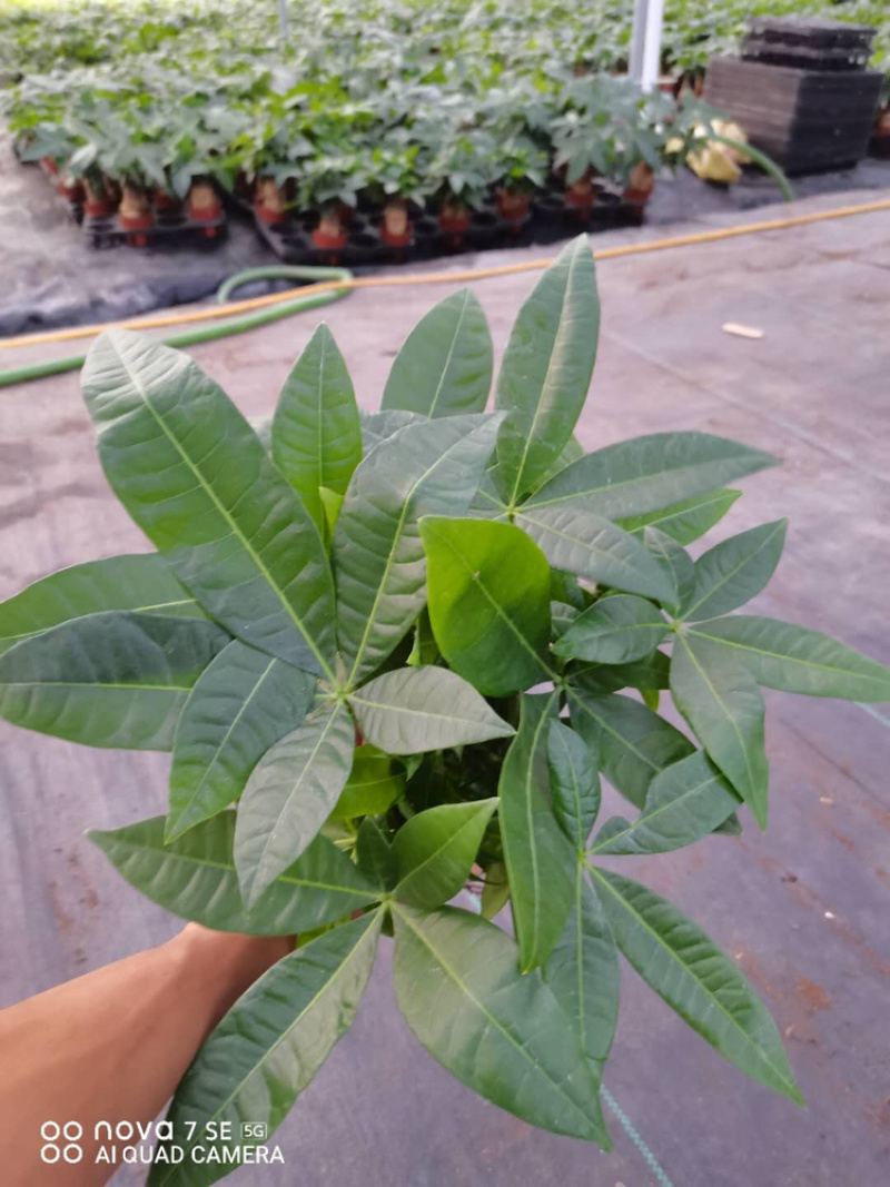 三杆加仑发财树，特级靓货