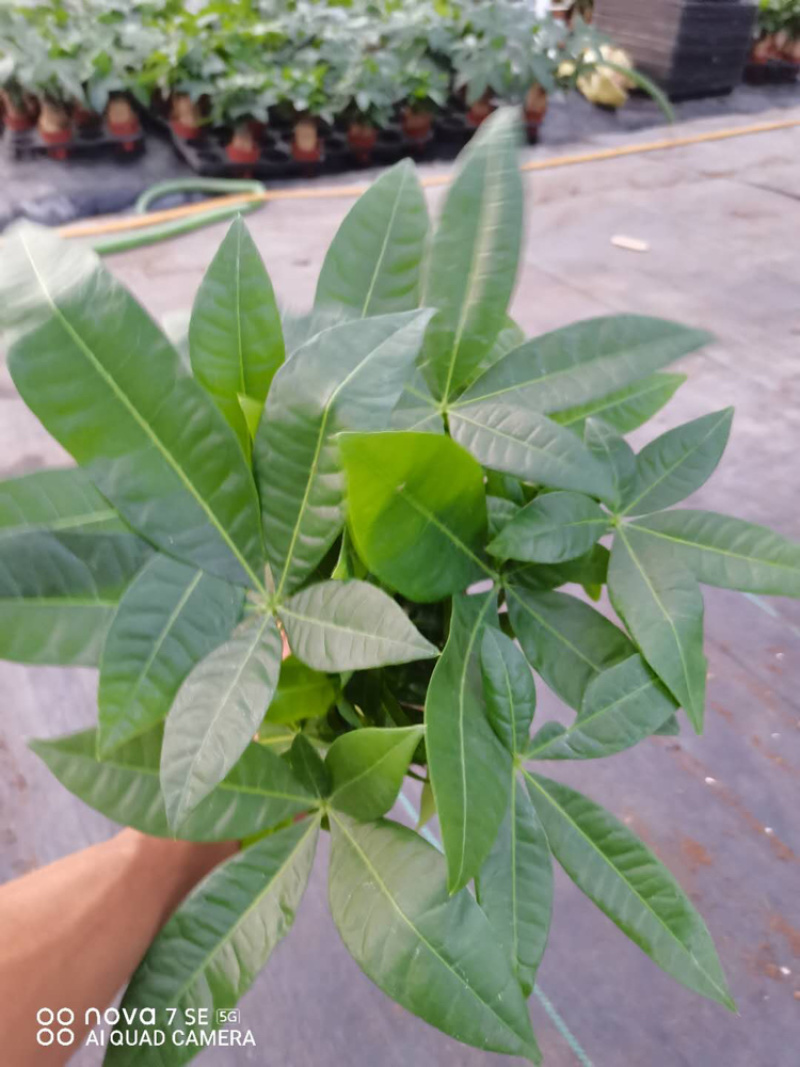 三杆加仑发财树，特级靓货