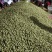 云南高原沾化冬枣大量上市，甜度26左右一天采购20吨