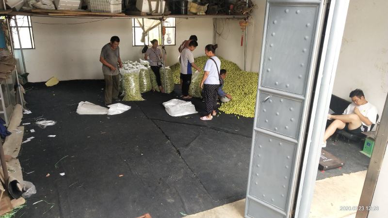 云南高原沾化冬枣大量上市，甜度26左右一天采购20吨