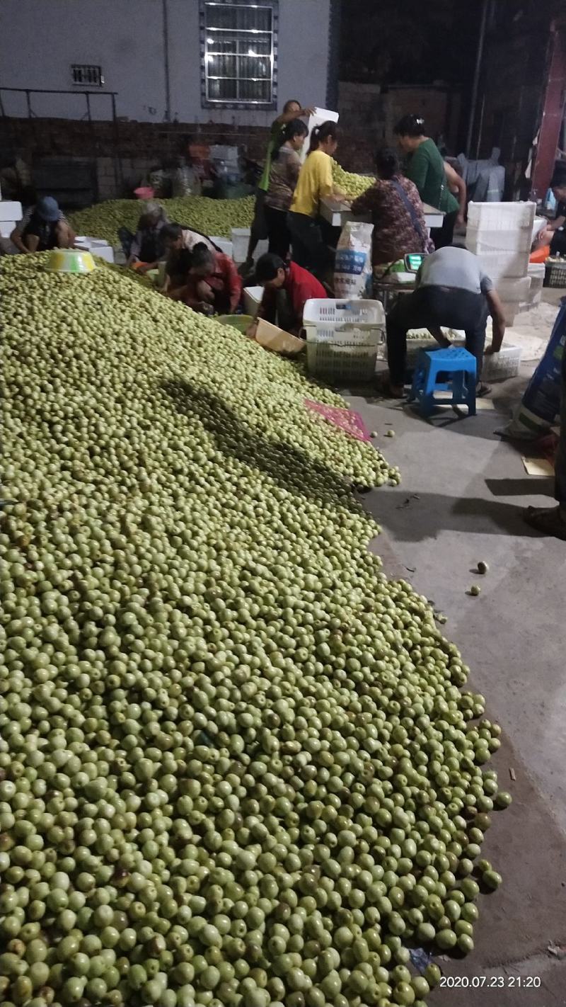 云南高原沾化冬枣大量上市，甜度26左右一天采购20吨