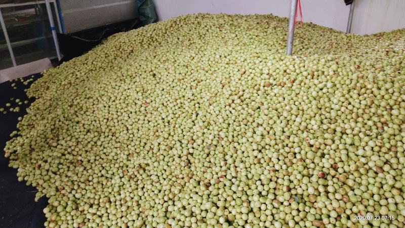 云南高原沾化冬枣大量上市，甜度26左右一天采购20吨