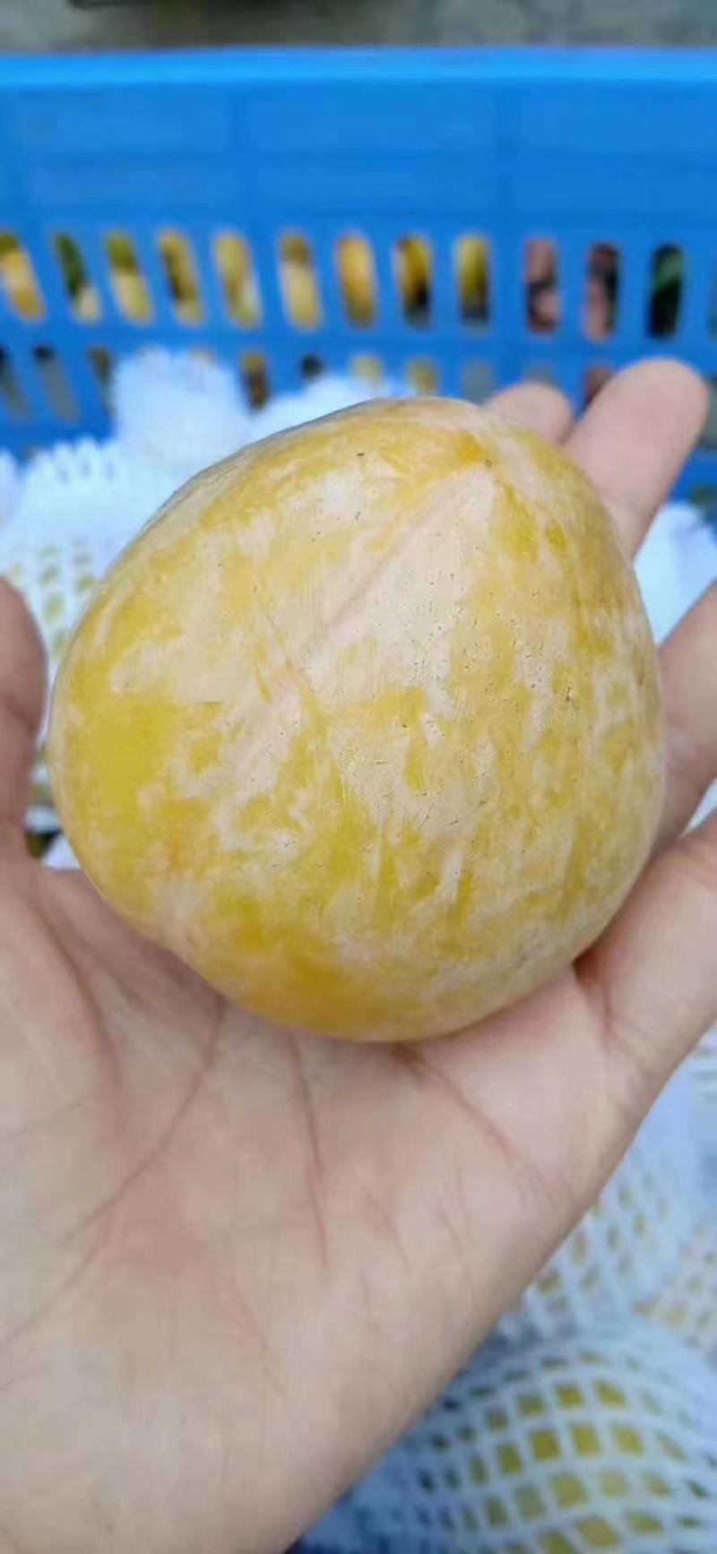 炎陵生态种植黄金奈李
