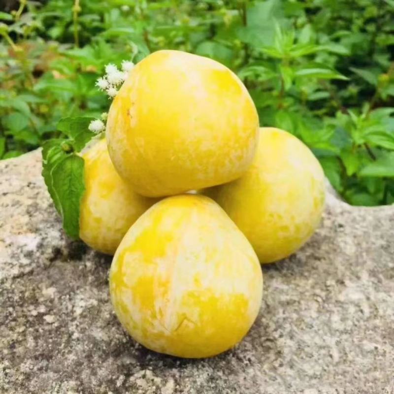 炎陵生态种植黄金奈李
