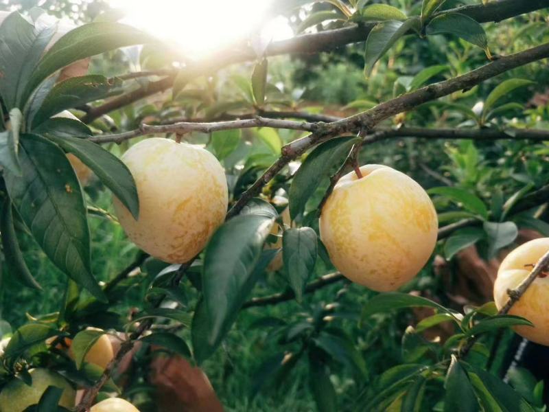 炎陵生态种植黄金奈李