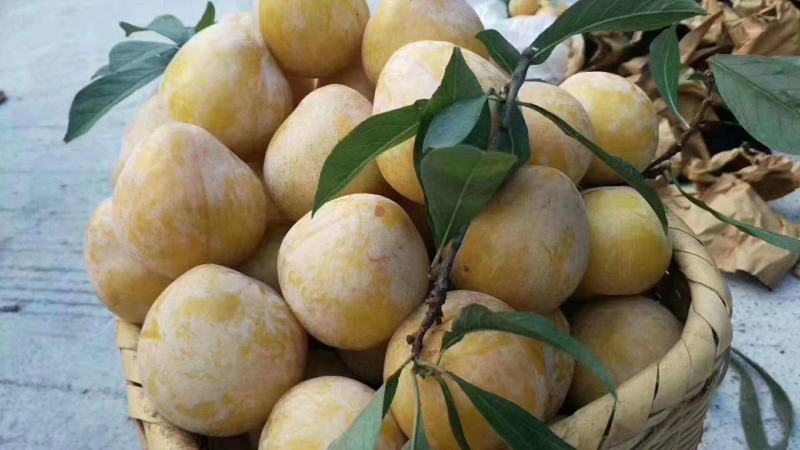 炎陵生态种植黄金奈李