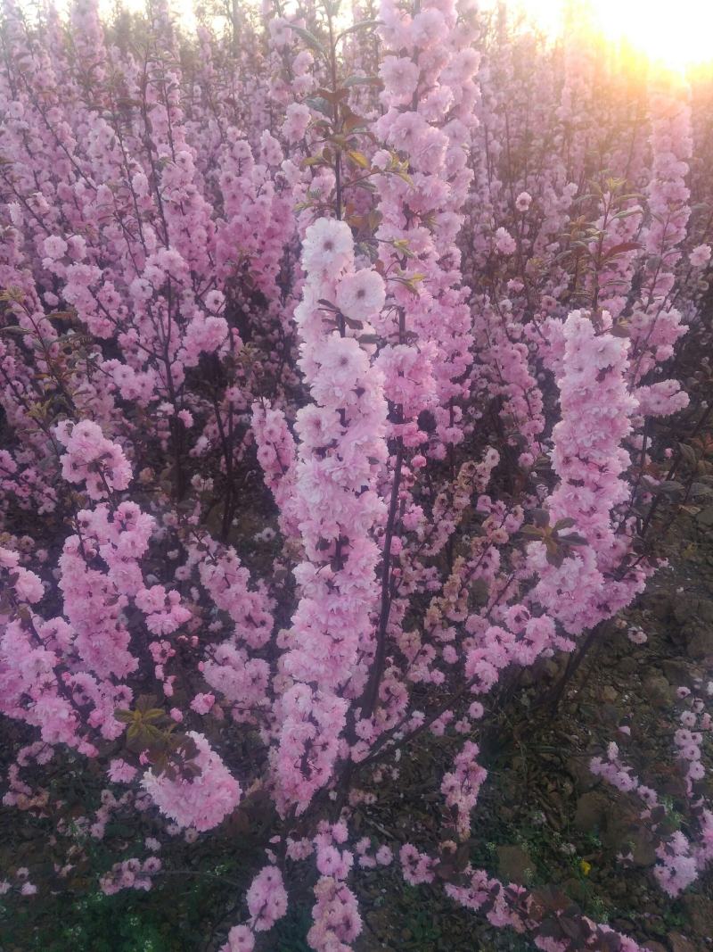 丛生红叶榆叶梅，又名小桃红