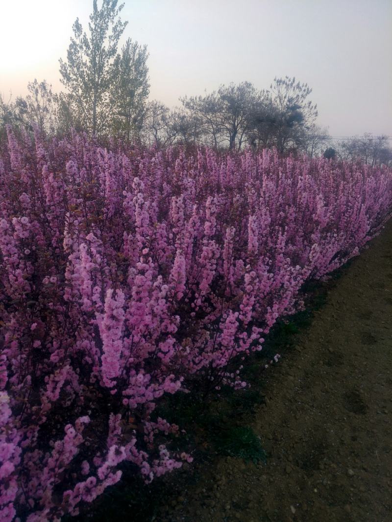 丛生红叶榆叶梅，又名小桃红