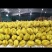 【正宗泰国金枕一件包邮】泰国金枕榴莲批发零售，量大可谈！