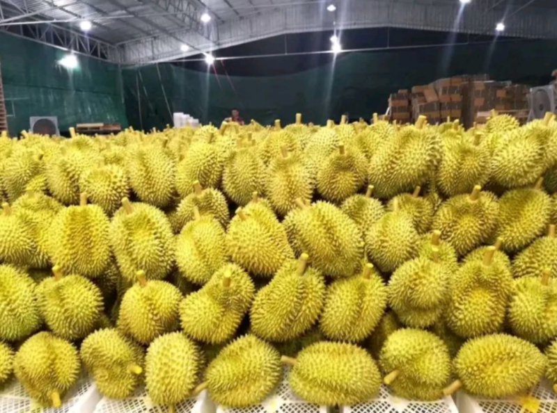 【正宗泰国金枕一件包邮】泰国金枕榴莲批发零售，量大可谈！