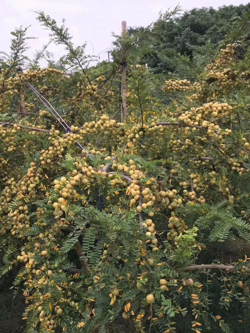 余甘果苗，台湾大青，云鹤甜种