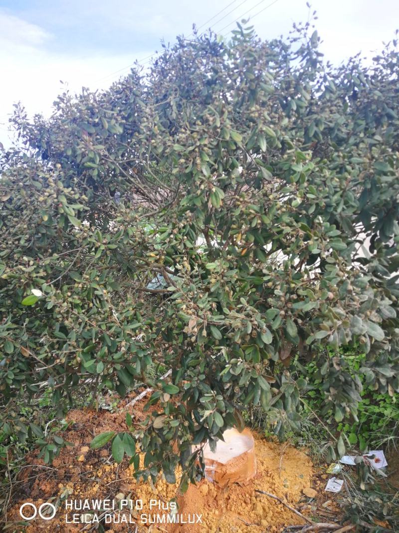 桃金娘金捻子苗野生种子基地址发提供技术指导带土保湿发货成活高