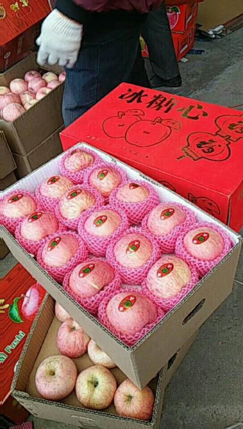 【优质】沂源红富士苹果产地直销货源充足可视频看货