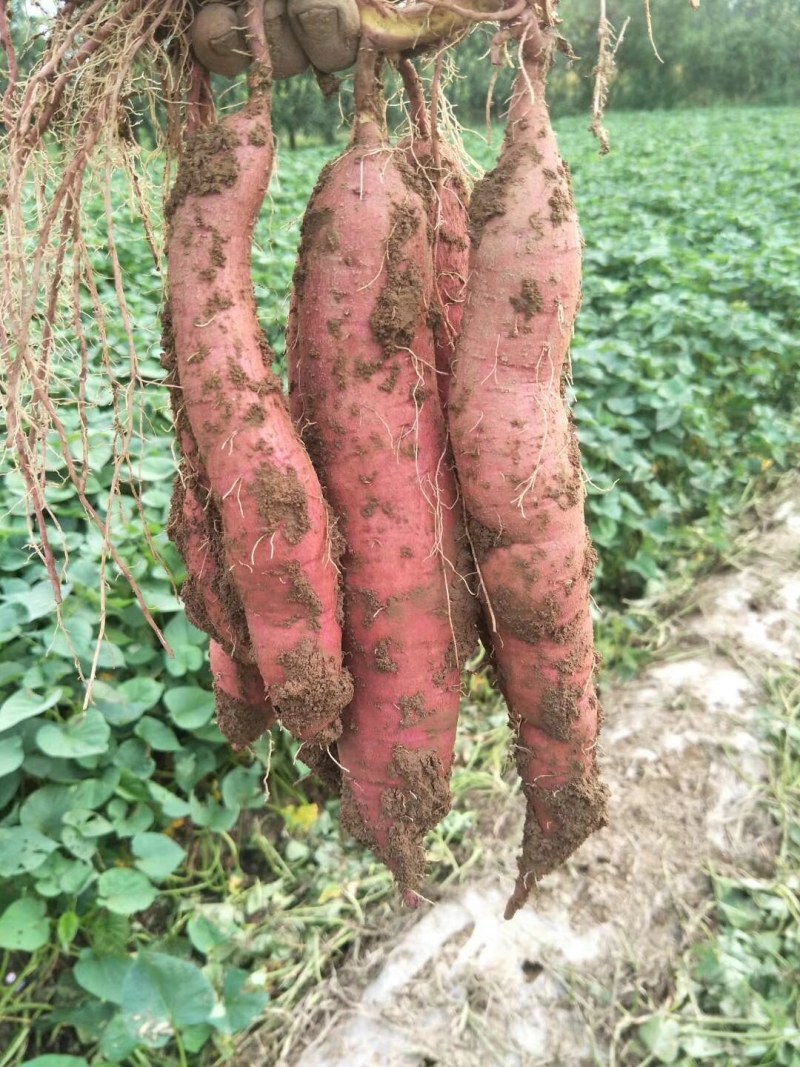 山西运城红薯，红皮白心，口感香甜无丝细长条的