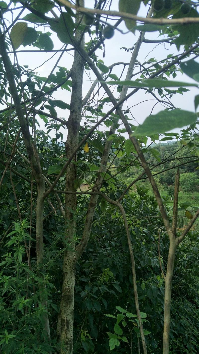 构树1-25公分生货构树