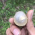 泰国龙眼，金标，红标，蓝标，绿标，长期供应货源